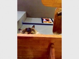 cat1_34685