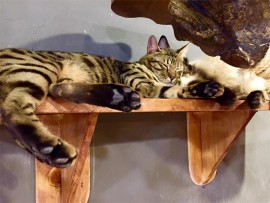 cat4_65521