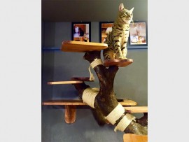 cat5_57483