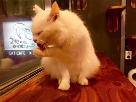 cat6_02378
