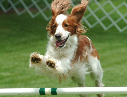 dog-36c33fc12b9fd673