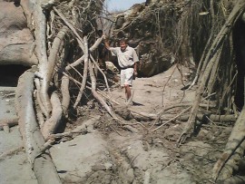 The might baobab has fallen. (Africa Geographic)
