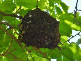 Cocktail nest in Bridelia.