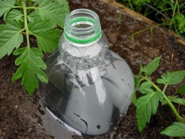 bottleinground_78752