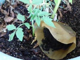 coffee-grounds-vegg_40189