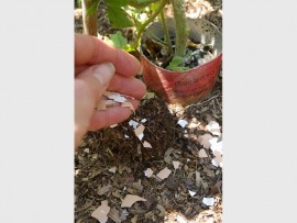 egg_shells_control__60084