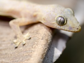 Mourea house gecko (flickr)