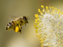 Honey bee (hdwallpaper)