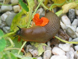 slugs_60731