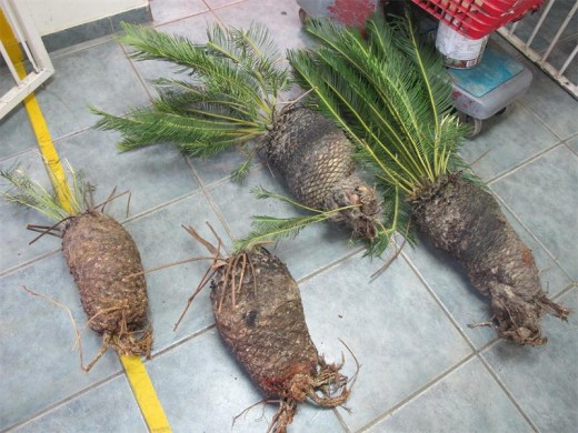 Recovered: Four cycad plants seized from a man in Port Shepstone last Thursday.
