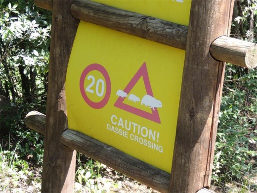 Dassies have right of way in the park.