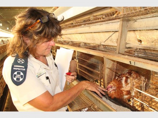 Concerned: Senior inspector Juila Watson of the LSC SPCA. 3062SN