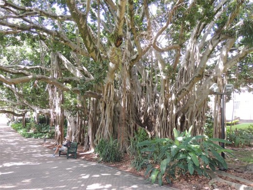 An impressive banyan tree, one of the many fig trees in the botanical gardens.