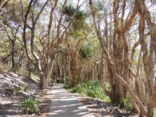 A Noosa National Park walkway.