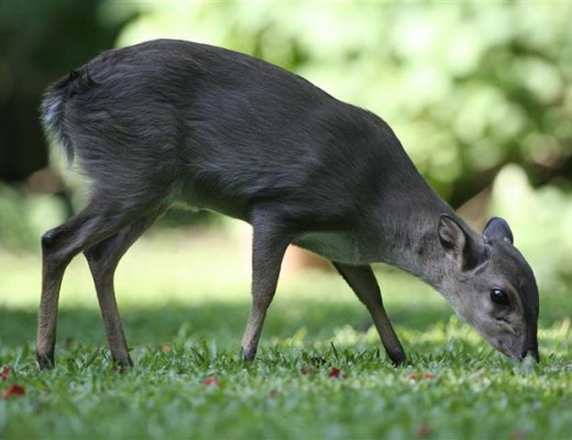 Blue duiker (safaribound.co.za)