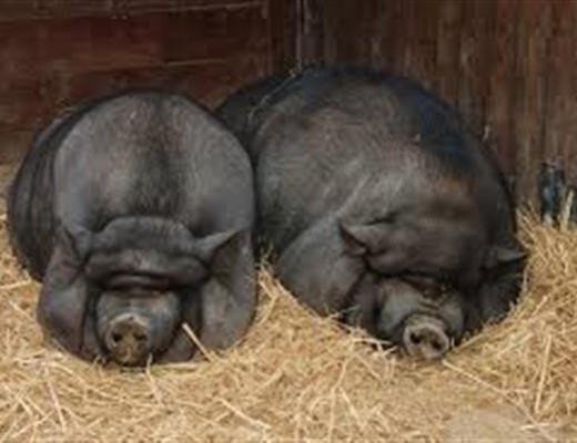 Stock photo of domestic pigs.  (Wikipedia)