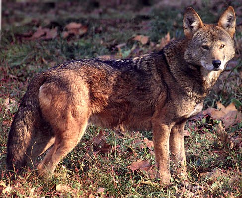 Red wolf (hubpages)