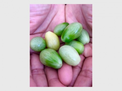 tomatoes_03898