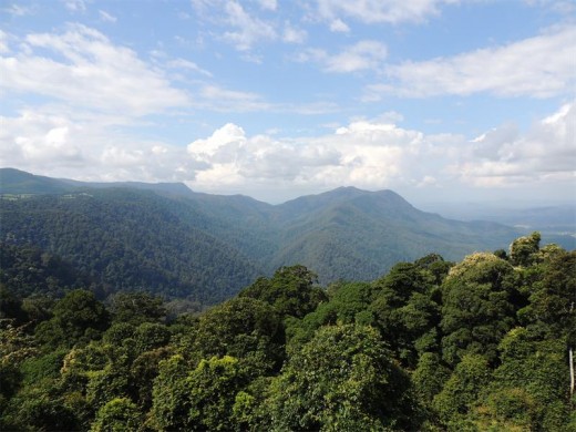 Forest-covered escarpment in Dorrigo National Park.