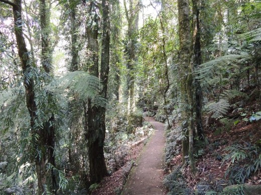 Australia's magical rain forest.