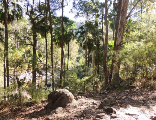 Carnarvon's famous fan palms