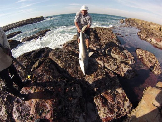 Career-best: Gareth Olivant with a copper shark caught off Lupatana last week. It took him about 90 minutes to land. Glen Sutton captured this image with a GoPro camera, from rocks higher up. He felt that the angle of the photo did not do justice to the true size of the creature.