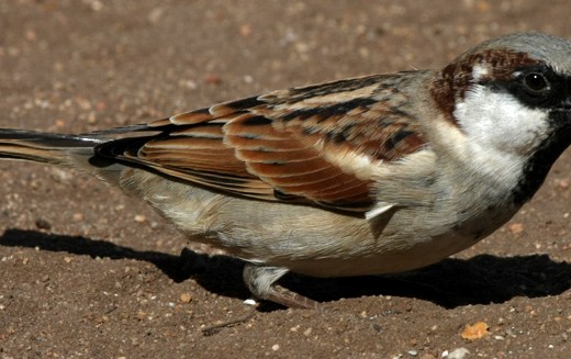 The house sparrow. (pic:www.biodiversityexplorer,org)