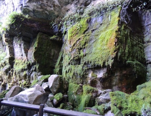 Moss garden