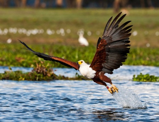 Fish eagle (www.sa-venues.com)