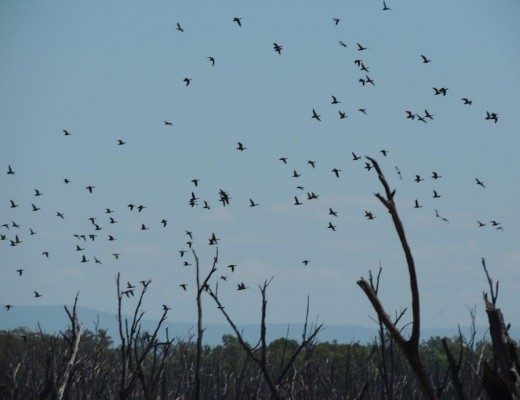 flight