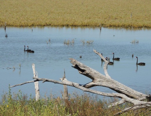 swans (2)