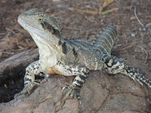 Water dragon, City Botanical Garden.