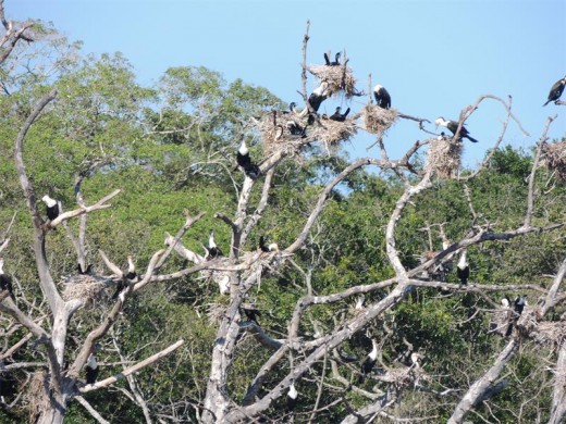 Cormorants keep us company as we take a breakfast break on the shores of Lake Sibaya.