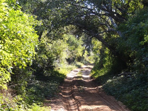 The road through the Coastal Forest section is a cool green tunnel.