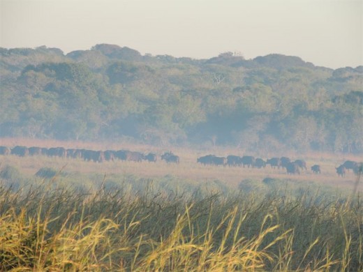 Swamp road view - buffaloes in the mist.