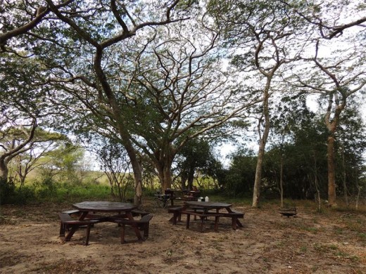 Pod mahoganies and picnic tables.