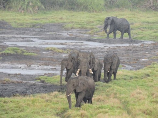 Elephants in the rain.