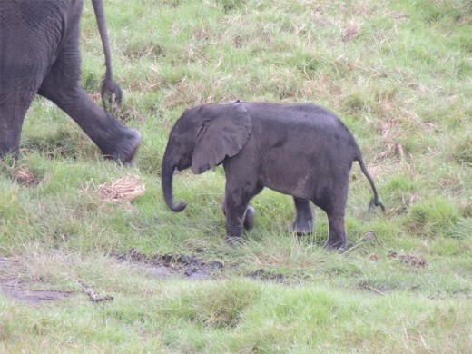Elephant child.