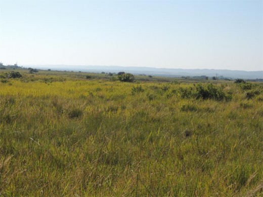 Once exotic plantations the Western Shores coastal grassland have been reclaimed.