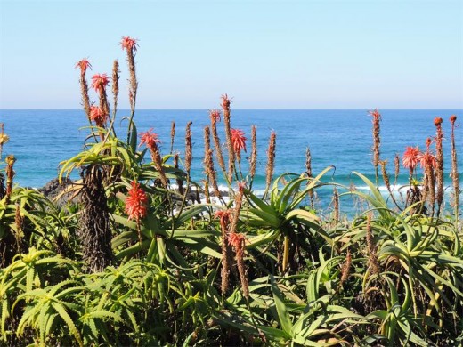 Campers at TO Strand were making the most of the South Coast's stunning winter.