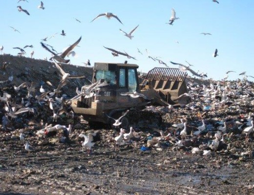 White storks in England are developing a taste for junk food.