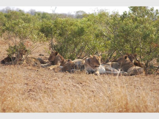 Some of the Satara mega-pride lions.