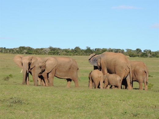 Addo family group.