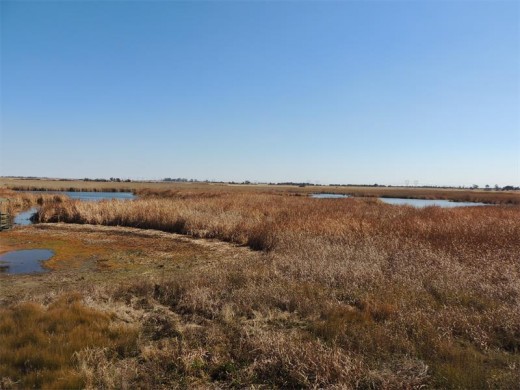 Extensive reedbeds are home to many avian species.