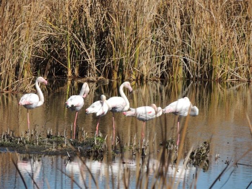 Pretty flamingoes.