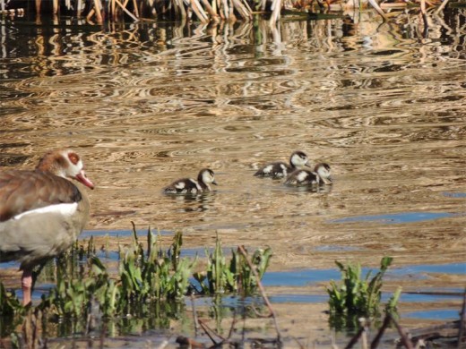 Mamma Egyptian goose keeps a close watch over her offspring.