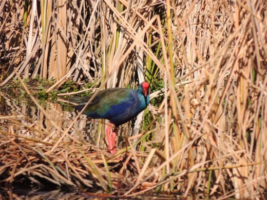 An African swamphen emerges from its reedy hiding place. It used to go by the prettier name of purple gallinule.