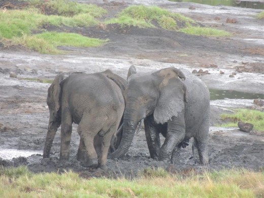 Tembe mud wrestling.
