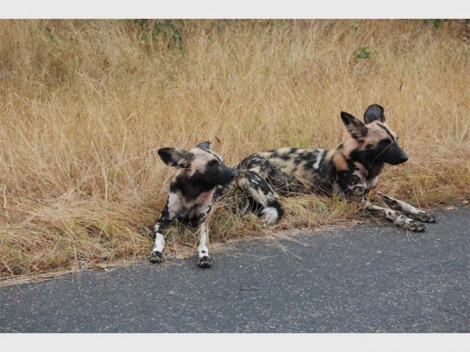 Painted dogs at rest after their busy day.