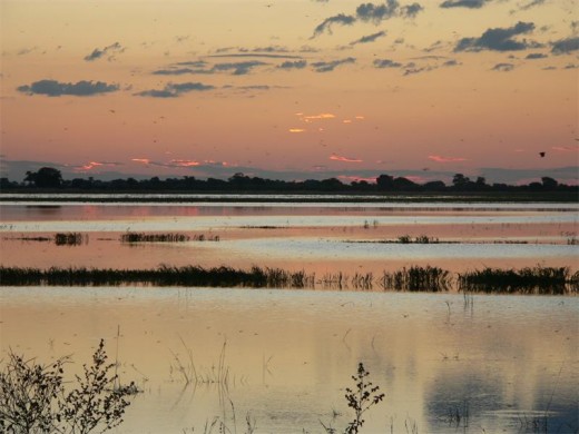 Southern Africa's biggest concentration of elephant congregates on the banks of the Chobe River.